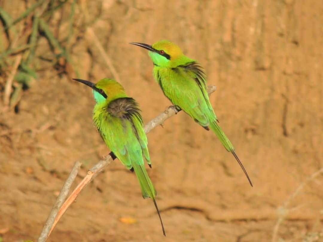 Achchamulai Wilpattu Green Cabin מראה חיצוני תמונה